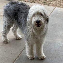 Penelope - Old English Sheepdog