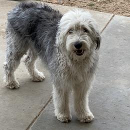Penelope - Old English Sheepdog
