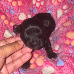 Purple Collar - Parti female Yorkshire Terrier puppy in Flowood, Mississippi from Prissy PawPals