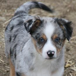 Blue - Blue male Companion Cross puppy in Fairview, South Dakota from Dakota Toy Aussies