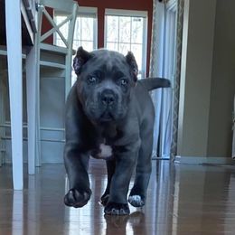Cane Corso Puppies from Fedele's Cane Corso