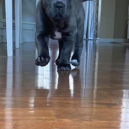 Cane Corso Puppies from Fedele's Cane Corso