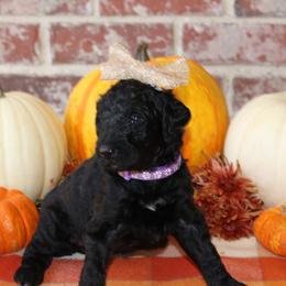 Goldendoodle Puppies from Osgood Doodles