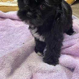 Yorkshire Terrier Puppies from Southern Sweetheart Kennels