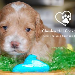 Cockapoo Puppies from Chesley Hill Cockapoos