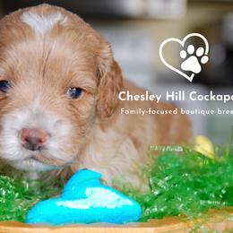Cockapoo Puppies from Chesley Hill Cockapoos