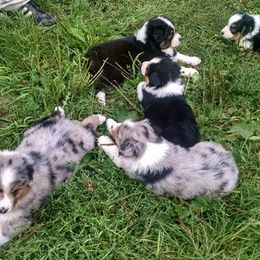 Australian Shepherd Puppies from Patti Miley