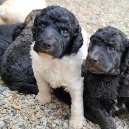 Poodle Puppies from Delovely Standard Poodles
