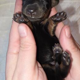 Eve - Black and tan female Dachshund puppy in Woodburn, Iowa from Rolling S Ranch Doxies