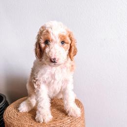 Coast Bright Blue Collar - Fawn and white male Sheepadoodle puppy in Republic, Missouri from DOOD & Co