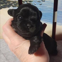 Tippy - Black and white female Shichon puppy in Imperial, Missouri from Shichon Teddybear  puppies of Miss