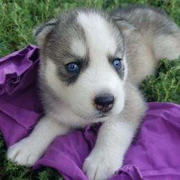 Girl purple (lil spots on her neck) - Gray and white female Siberian Husky puppy in Mccool Junction, Nebraska from Sininger Lagoon