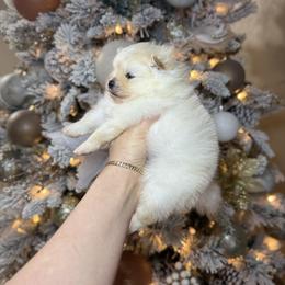 Bonito - Cream male Pomeranian puppy in Phoenix, Arizona from Luxpomz