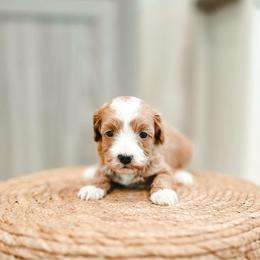 Meadow - Red  female Goldendoodle puppy in Punta Gorda, Florida from Transformation Acres Goldendoodle