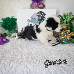 Girl 2 - Black and white female Cardigan Welsh Corgi puppy in Natchitoches. La, Louisiana from Bleu Bayou Corgis