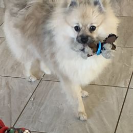 Pomeranian Puppies from Jonna's Poms