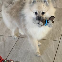 Pomeranian Puppies from Jonna's Poms
