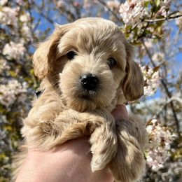 Boy 2 - Cream Goldendoodle puppy in Draper, Utah from CNC's Darling Doodles
