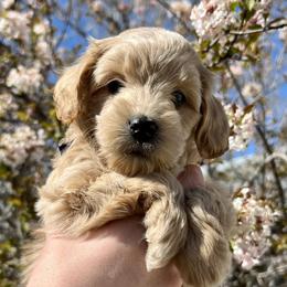 Boy 2 - Cream Goldendoodle puppy in Draper, Utah from CNC's Darling Doodles