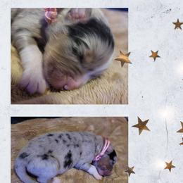 Jophiel - Blue merle female Australian Shepherd puppy in Pottstown, Pennsylvania from Easter Lily Australian Shepherds