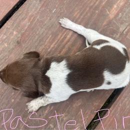 Girl 2 - Liver and white female German Shorthaired Pointer puppy in Fremont, Nebraska from Weiland GSP's