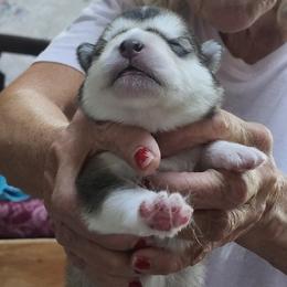 Girl 4 - female Alaskan Malamute puppy in Burton, Ohio from Northernlitesmalamutes