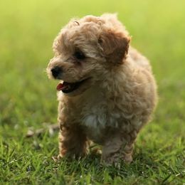 Poodle Puppies from Emerald Mini Poodles