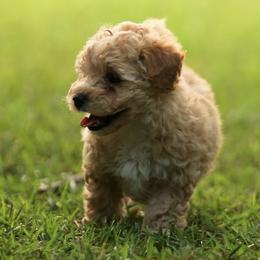 Poodle Puppies from Emerald Mini Poodles
