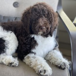 Truffle - Labradoodle puppy in Cleburne, Texas from Sugar Fig Kennel