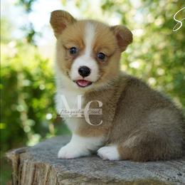 Sir Chester (Red Male 1) - Red male Pembroke Welsh Corgi puppy in Straughn, Alabama from Magnolia Creek Corgis