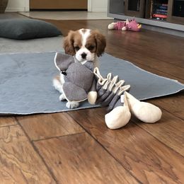 Cavalier King Charles Spaniel Puppies from Sophia's Hearth Cavaliers