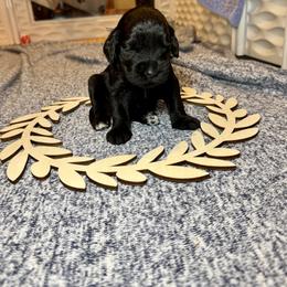 Brix - Black and white male Portuguese Water Dog puppy in Colorado Springs, Colorado from Melissa's Portuguese Water Dogs