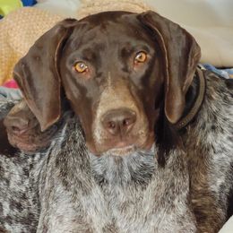 Princess - German Shorthaired Pointer