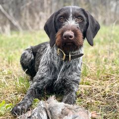German Wirehaired Pointer All Grown Up from Humdinger Kennel