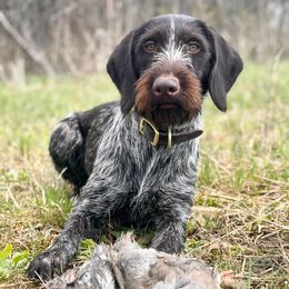 German Wirehaired Pointer All Grown Up from Humdinger Kennel