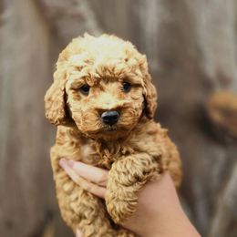 Coral - Red  female Goldendoodle puppy in Mohnton, Pennsylvania from Stony Meadow Puppies