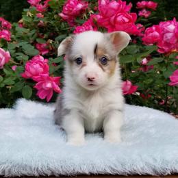 American Corgi and Pembroke Welsh Corgi Puppies from Whimsical Treasure Corgis