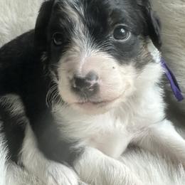 Aussiedoodle and Miniature Australian Shepherd Puppies from The Finished Dog