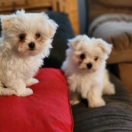 Maltese Puppies from My Precious pups