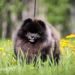 Onyx - Pomeranian