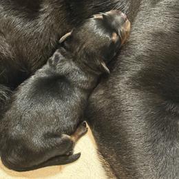 Rottweiler Puppies from Von Hause Sarjen