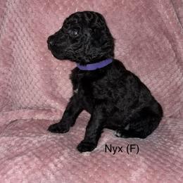 Nyx - Black female Poodle puppy in Petal, Mississippi from Petal Poodles