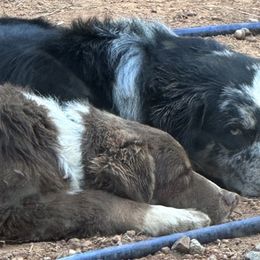 Australian Shepherds and Dachshunds from Lakeway Farms
