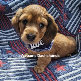 Dachshund Puppies from Holly Watson