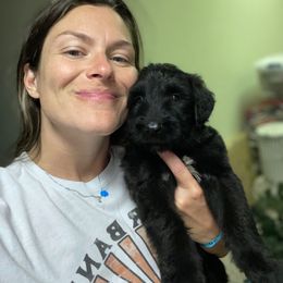 Black boy - Black male Briard puppy in Frankford, West Virginia from Honey Bee Hill