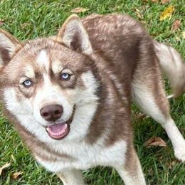 Stella - Siberian Husky