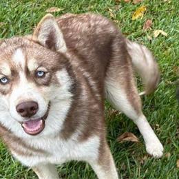 Stella - Siberian Husky