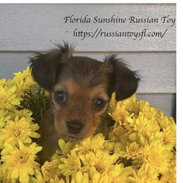 Russian Toys from FLORIDA SUNSHINE RUSSIAN TOYS