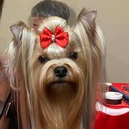 Yorkshire Terriers from Meadows Yorkshire Terriers