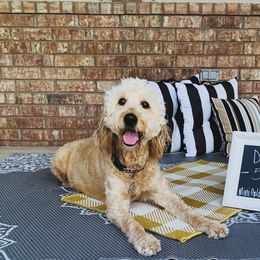 Cali  - Goldendoodle